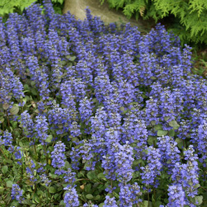 Groundcovers For Shady Spots