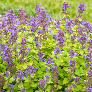 Perennials New for 2026