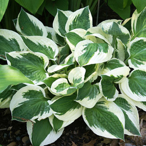 Perennials Shade Perennials