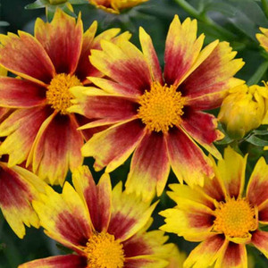  Full Sun Perennials