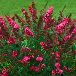 Shrubs: Butterfly Friendly