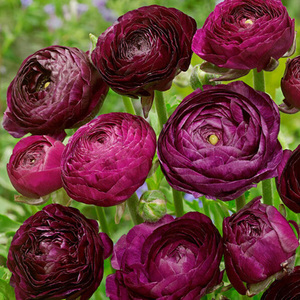 Bulbs Ranunculus