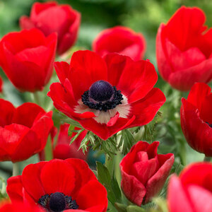 Bulbs Anemone