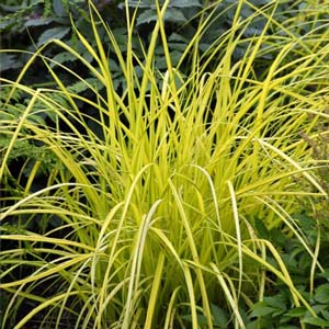 Grasses