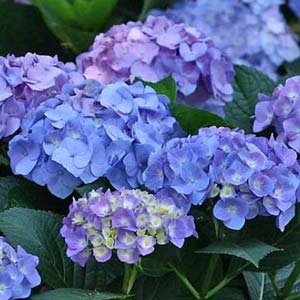 Hydrangea Tuff Stuff Ah-Ha® Mountain Hydrangea