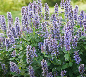 Perennial plants which meet a specific gardening need: Attracts Hummingbirds