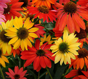 Perennial plants which meet a specific gardening need: Good for Cut Flowers