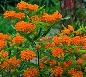 Perennial plants which meet a specific gardening need: Hot Dry Site Tolerant