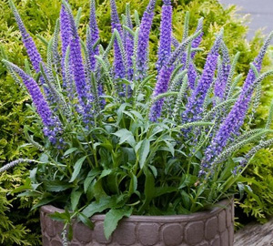 Perennial plants which meet a specific gardening need: OK in Containers