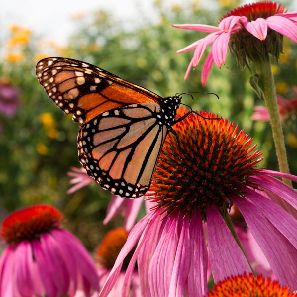 Perennial plants which meet a specific gardening need: Attracts Butterflies
