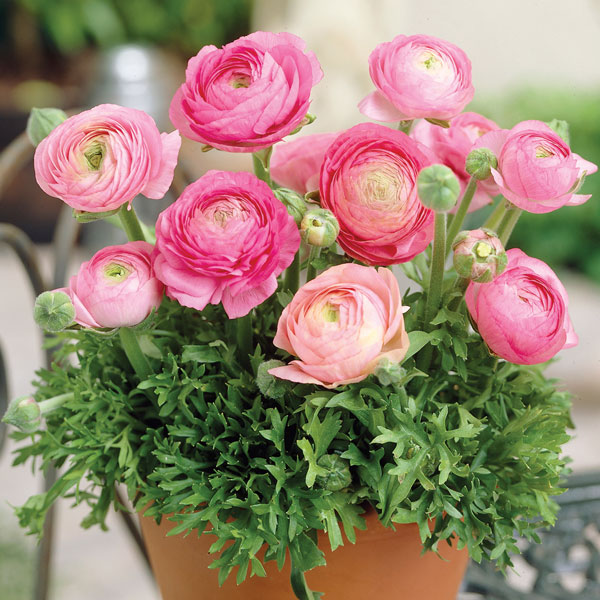 Perennial plants which meet a specific gardening need: OK in Containers