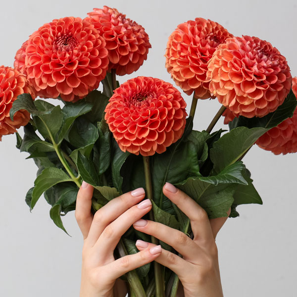 Perennial plants which meet a specific gardening need: Good for Cut Flowers