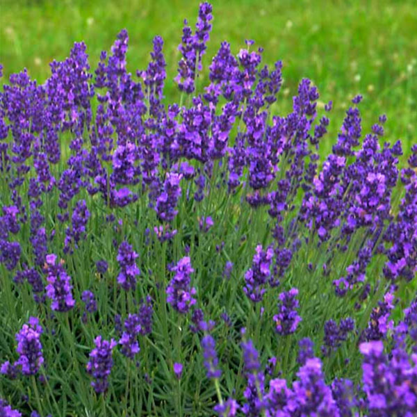 Perennial plants which meet a specific gardening need: Deer Resistant