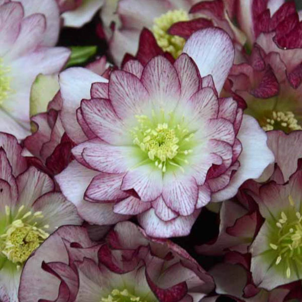 Perennial plants which meet a specific gardening need: Dry Shade Tolerant