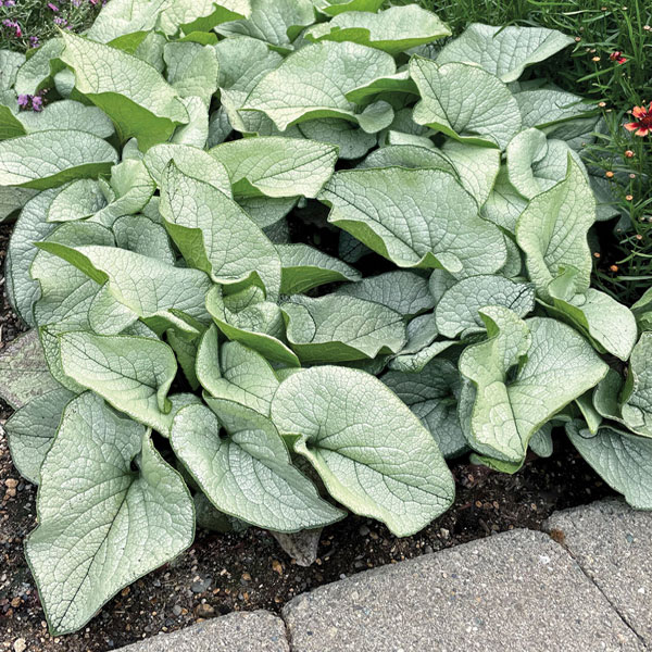 Perennial plants which meet a specific gardening need: Edgers