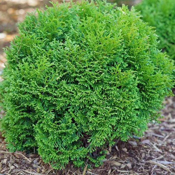 Perennial plants which meet a specific gardening need: Evergreen