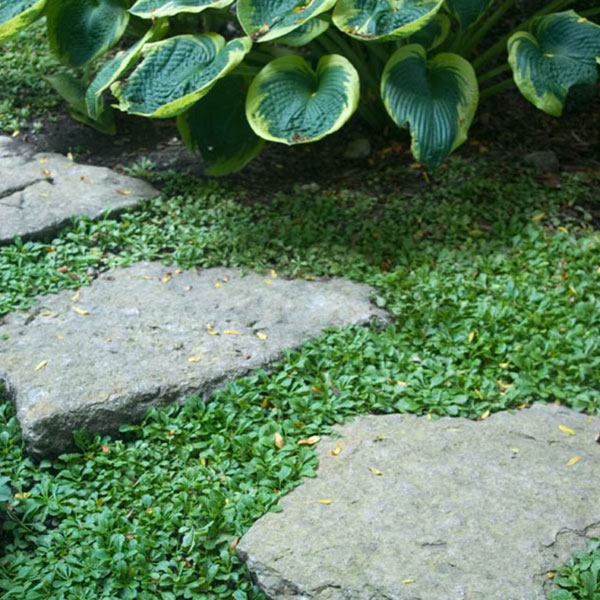 Perennial plants which meet a specific gardening need: Foot Traffic Tolerant