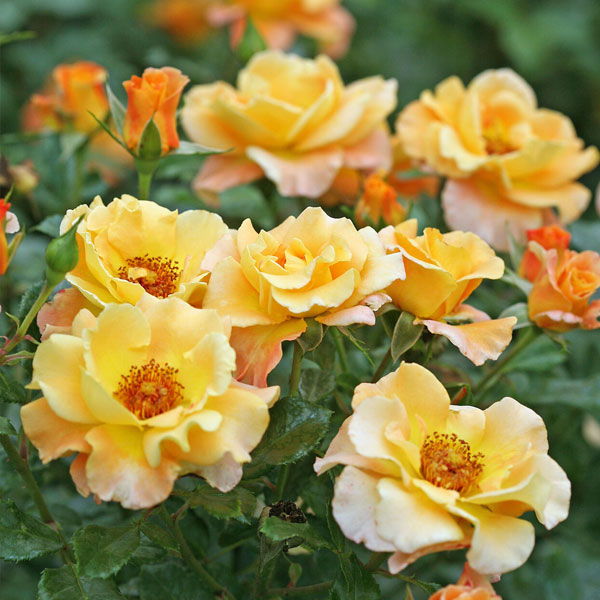 Perennial plants which meet a specific gardening need: Fragrant