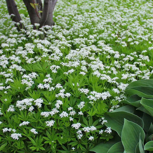 Perennial plants which meet a specific gardening need: Groundcovers
