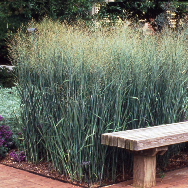 Perennial plants which meet a specific gardening need: Good for Hedge