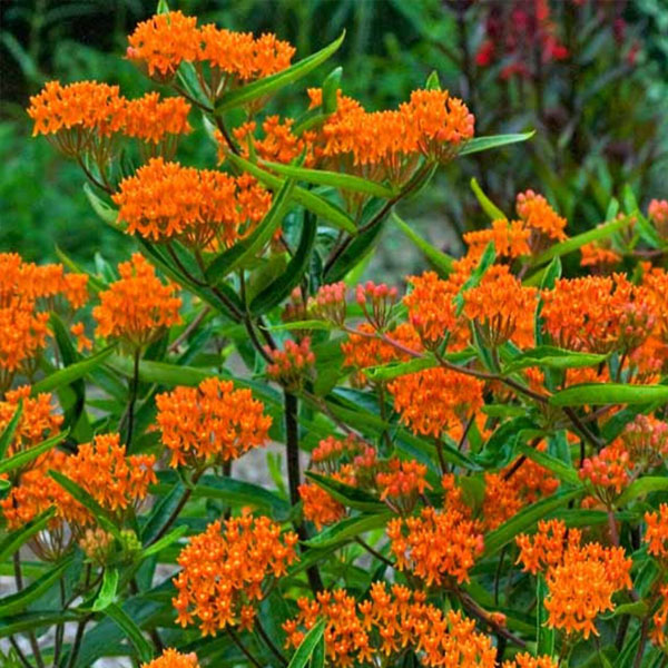 Perennial plants which meet a specific gardening need: Hot Dry Site Tolerant