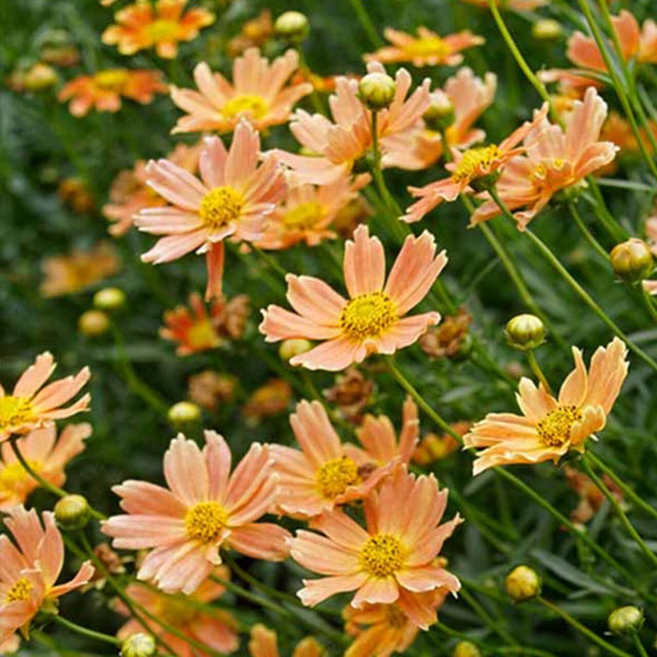 Perennial plants which meet a specific gardening need: Humidity Tolerant