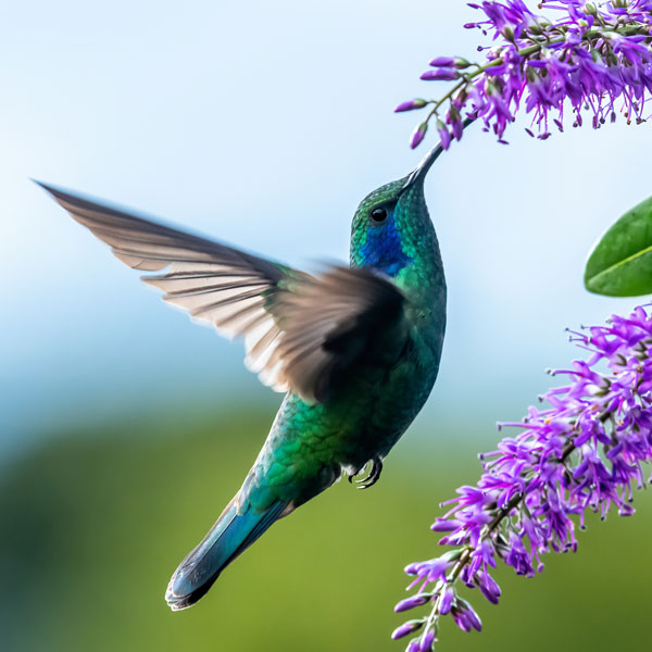 Perennial plants which meet a specific gardening need: Attracts Hummingbirds