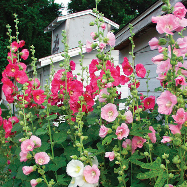 Perennial plants which meet a specific gardening need: Long-Blooming