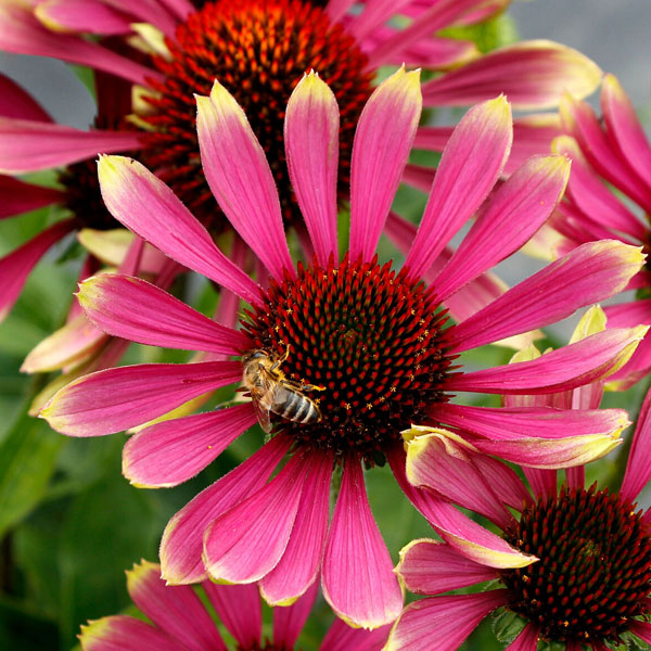 Perennial plants which meet a specific gardening need: Beneficial for Pollinators