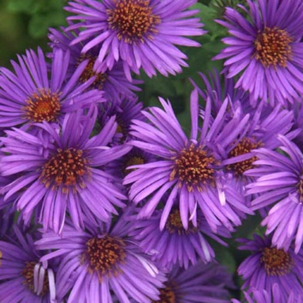 Perennial plants which meet a specific gardening need: Rabbit Resistant