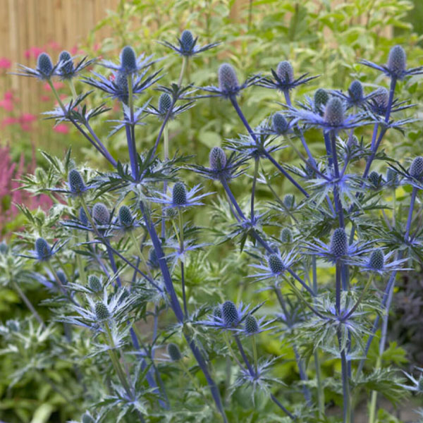 Perennial plants which meet a specific gardening need: Seaside/Salt Tolerant