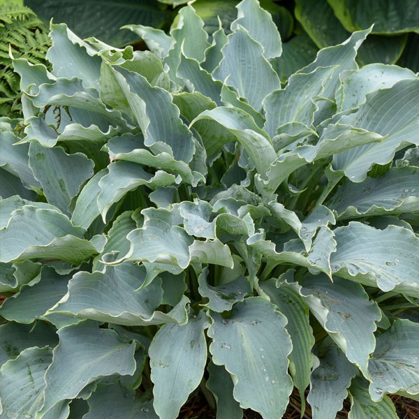 Perennial plants which meet a specific gardening need: Shade Tolerant