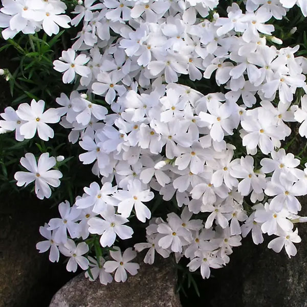 Perennial plants which meet a specific gardening need: For a Slope or Bank