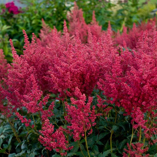 Perennial plants which meet a specific gardening need: Wet Site Tolerant