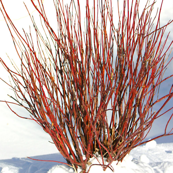 Perennial plants which meet a specific gardening need: Winter Interest