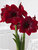 Amaryllis Black Pearl Kit