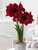 Amaryllis Black Pearl Kit