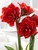 Amaryllis Cherry Nymph