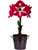 Amaryllis monte carlo
