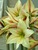 Amaryllis Magic Green
