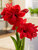 Amaryllis Scarlet Belle Kit