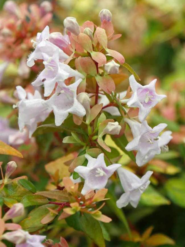 Abelia Funshine