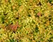 Abelia Funshine