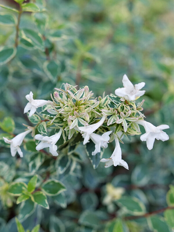Abelia Mucho Gusto