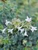 Abelia Mucho Gusto