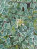 Abelia Mucho Gusto