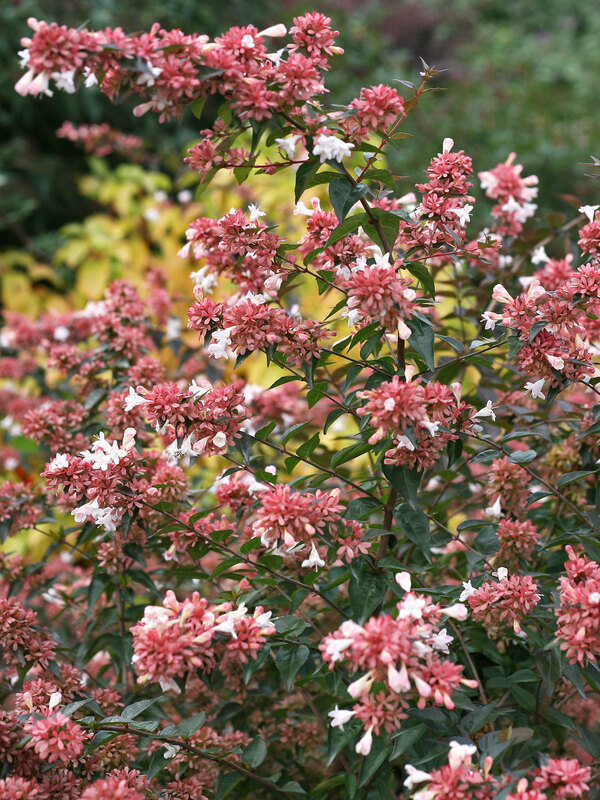 Abelia Ruby Anniversary