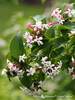 Abelia Sweet Emotion