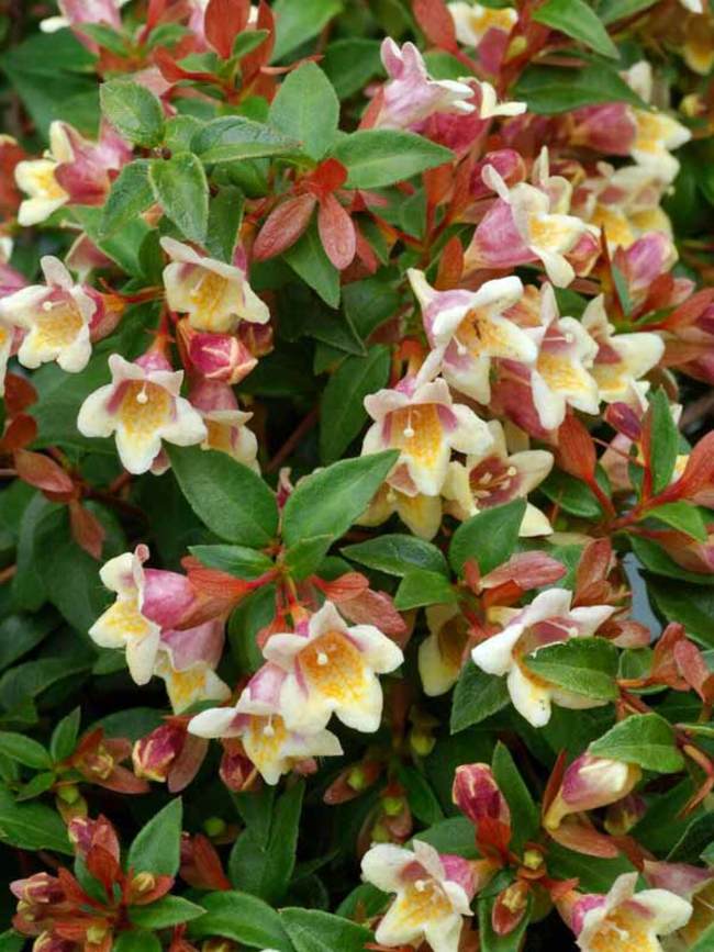 Abelia Sunny Anniversary Bluestone Perennials