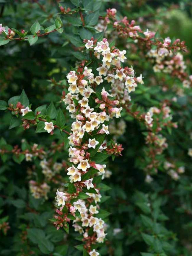 Abelia Sunny Anniversary Bluestone Perennials